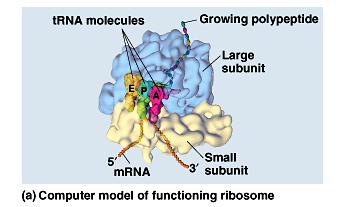 Here s what a ribosome looks like.