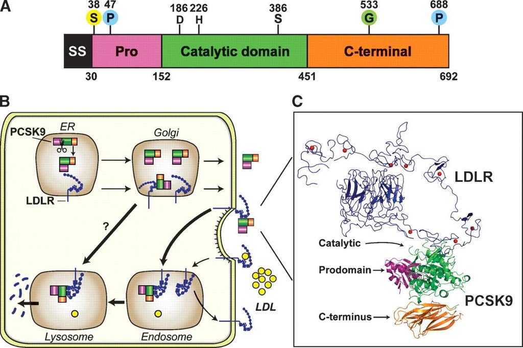 Introduction Proprotein convertase subtilisin kexin 9 (PCSK9), also named neural apoptosis-regulated convertase 1 (NARC-1), is a member of the proteinase K subfamily of subtilisin-related serine