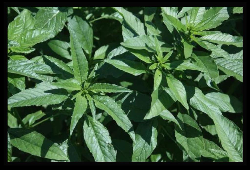 Sugreet Weed Mngement in 2018 Limited POST control options Hericide resistnt pigweeds (wterhemp nd Plmer mrnth) Loss of historicl hericides