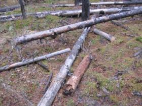 DWD biomass Down Woody Debris (Megagrams/ha) 60 50 40 30