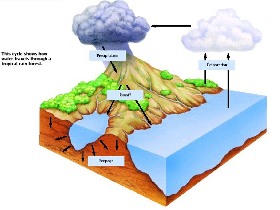 9. Four well documented cycles a) Water cycle - driven by the sun b) Carbon cycle - linked to the flow of energy - respiration and photosynthesis c) Nitrogen cycle - driven by bacteria and