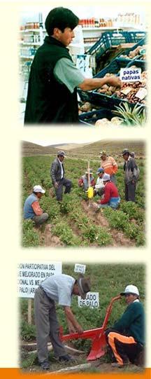 been a key partner CIP research and development activities in the Andes Past collaboration with Landcare Research and AgResearch Topics of research included: Innovation and poverty alleviation in the