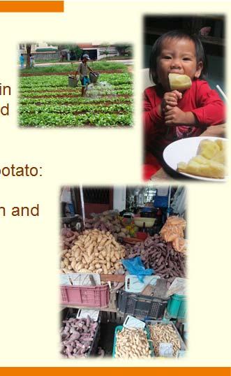 CIP in The Philippines member economy Collaboration on potato started in mid-1980s on