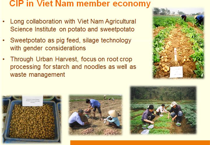 CIP in Viet Nam member economy Long collaboration with Viet Nam Agricultural Science Institute on potato and sweetpotato Sweetpotato as