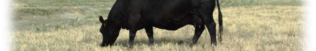 Guarantee bulls to be free from genetic defects?