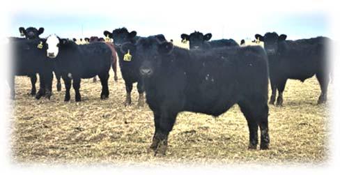 .. There are 60 top-sort bulls to choose from in this year s lineup.