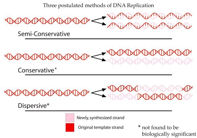 CONCEPT: SEMICONSERVATIVE REPLICATION Before replication was understood, there were three of how DNA is replicated Conservative replication states that after replication, there is one old strand and