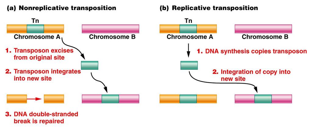 Transposons Use Two Different Methods to Move Within Genomes: