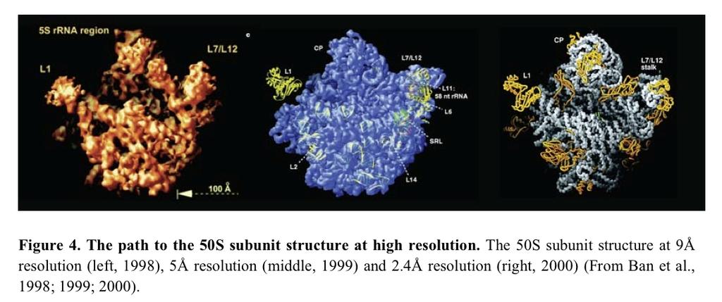 50S Subunit of the Ribsome The model of 50S determined in 2000 by the Steitz lab includes 2711 of the 2923 nucleotides of 23S