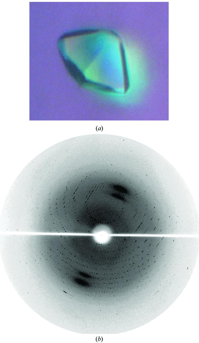 X-ray diffraction-quality crystals. (a) A typical crystal of Y. pestis SspA with dimensions of 0.