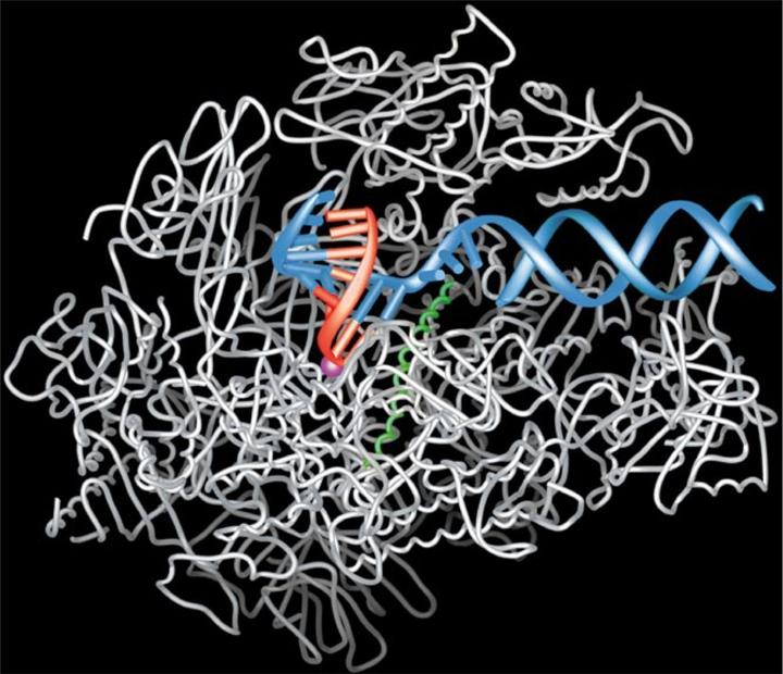 RNA polymerase - MW 400 kda or 400,000 g/mol