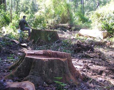 The destruction that was found to have occurred to a supposedly protected Endangered Lowland Rainforest Community at Grange State Forest west of Grafton, allowed Australia to join the infamous list