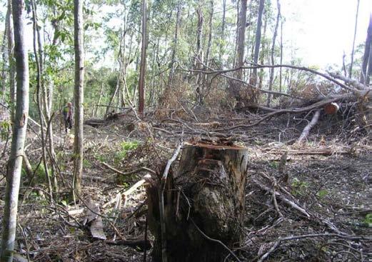 The Integrated Forests Operations Approval (IFOA) allows a maximum of 40% of the basal area of trees to be taken from each compartment during each logging event.