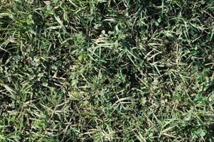Forages by Dr. David Lang Growing Clovers with Bermudagrass Persistence of clovers has been problematic in Mississippi over the past several decades.