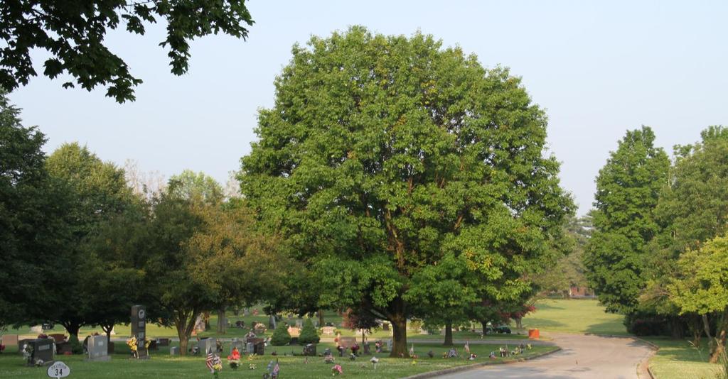 Table 4. Springfield, Ohio Public Trees Listed by Common Name from Greatest to Least Importance Value.