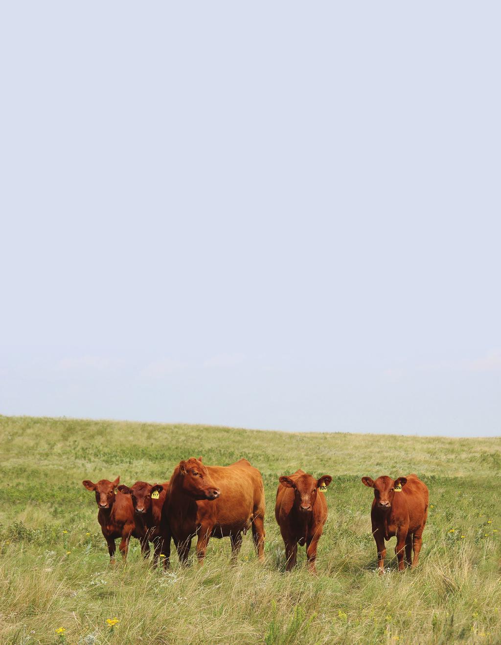 Red Angus Guide to EPDs HB... HerdBuilder Index Need bulls for developing a profitable cowherd and maximizing the value of marketed progeny? Select a bull with a high HB value. CEM.
