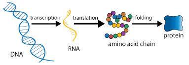 (DNA replicates itself) RNA- numerous functions