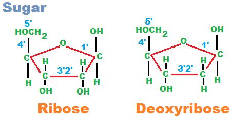 Monomers Five Carbon Sugars The sugar in RNA is ribose, while the sugar in DNA is deoxyribose (one less oxygen atom than in ribose) Each of the five sugar carbons on the sugar are distinguished from