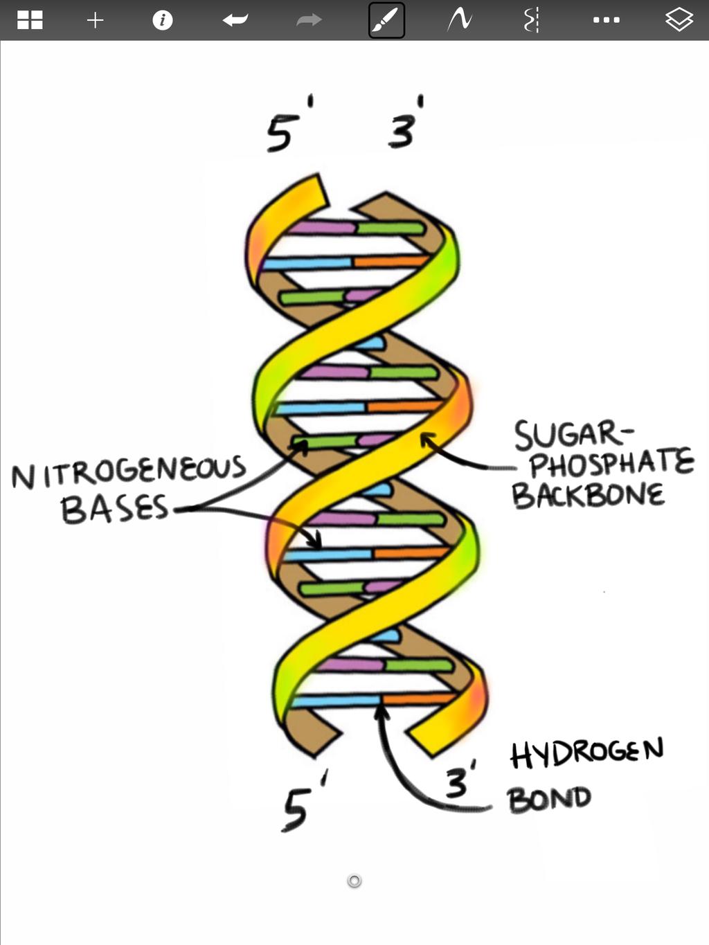 complementary- each is the predictable counterpart of the other 1 strand shape = variable depending on type (mrna, trna, rrna) A, U, C, G adenine always