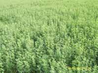 Evergreen Fodders (Perennial): This is the fodder which is planted once only and may be utilized all year long or even for many years.
