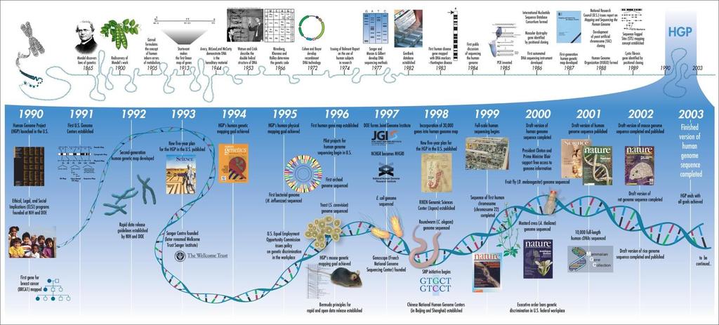 THE HUMAN GENOME PROJECT The Human Genome Project was successfully completed in April of 2003!