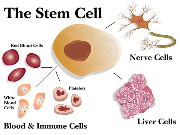 STEM CELLS Stem cells are undifferentiated cells that can become any different type of cells Recall that differentiation takes place as a zygote developsundifferentiated cells become complex system