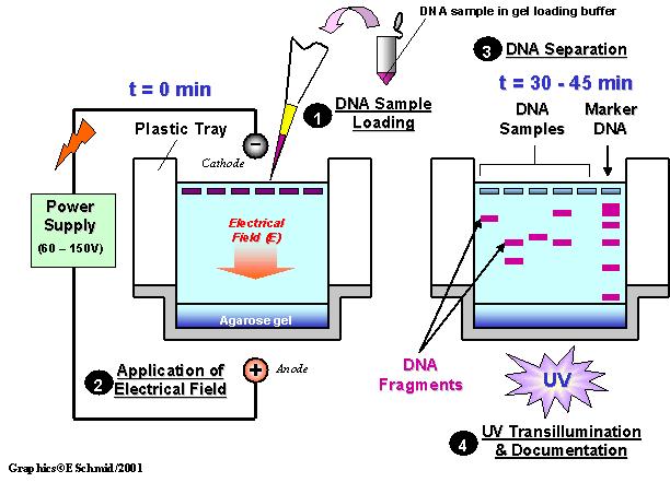 STEPS IN GEL ELECTROPHORESIS 1. DNA samples are cut into different sized fragments using restriction enzymes 2.