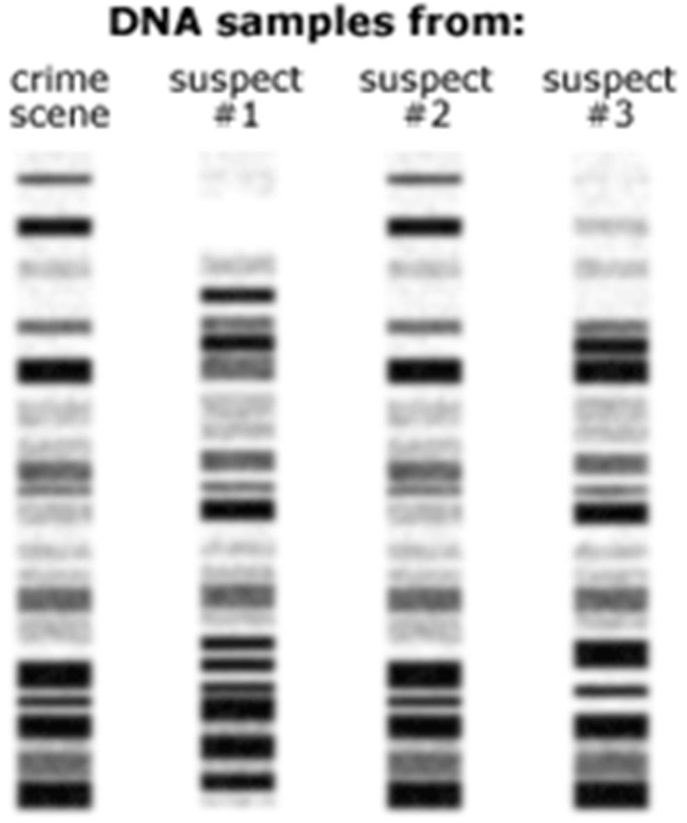 USING GELS: IDENTIFYING INDIVIDUALS DNA fingerprints are different for every person (except