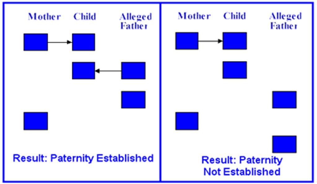 USING GELS: PATERNIT Y Parental gels can help determine the father Gels are read with