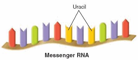Messenger RNA Long straight chain of