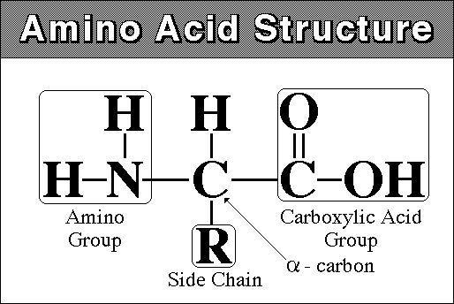 Amino Acid