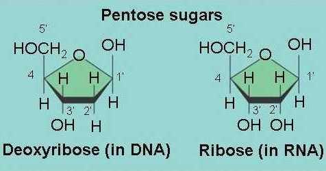RNA Differs from DNA RNA has the sugar