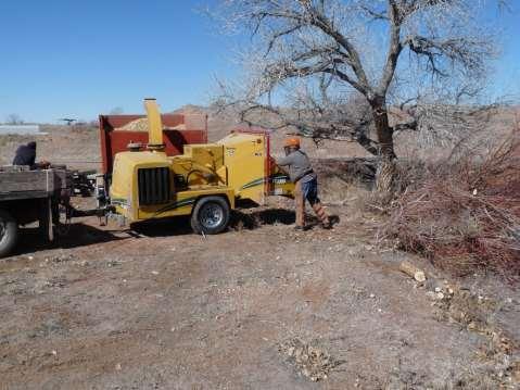Bosque Restoration Project Initial removal of invasive and non-native species was done with a masticator which left the wood chips on the soil Wood chips have been slow to break down and have