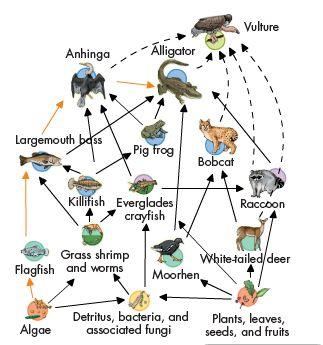 Ecological Models What type of predictions could be made using a food chain or food web?