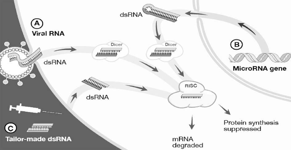 3. RNA. RNA. ( : ),. 3. RNA RNA (mirna: mirna) RNA ( 4B). RNA dsrna RNA ( 4C). 4. RNA. (A) RNA RNA RNA.