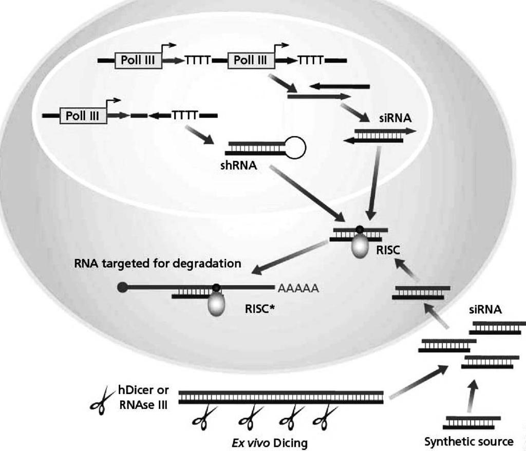 Korean Society of Medical Biochemistry and Molecular Biology News. sirna RNA. sirna, HIV, HCV,,,. RNA hurdle. RNAi target validation functional genomics. RNAi knock-down target gene RNAi., RNAi.