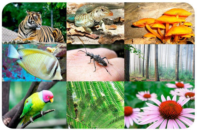 Loss of Biodiversity Biodiversity The number, variety, and genetic variation of organisms living in an area.