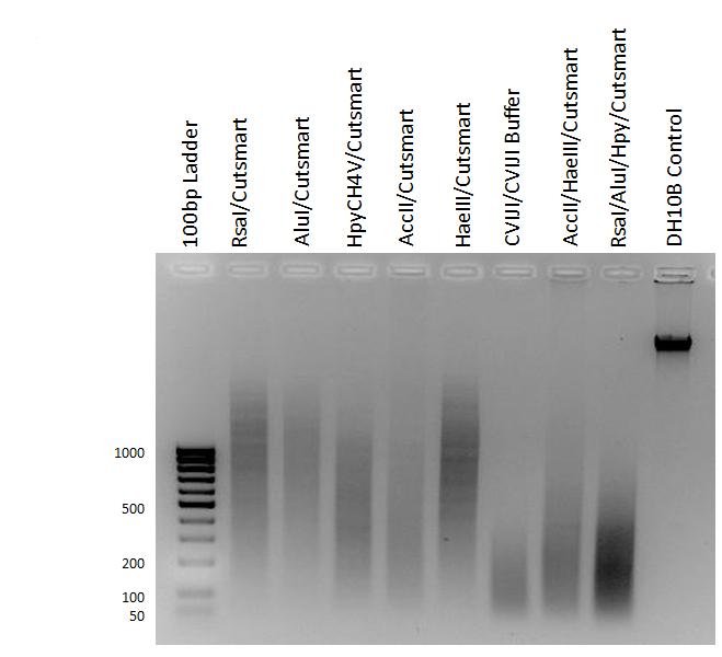 Chapter 2 Before you begin Example restriction enzyme digests 2 Example restriction enzyme digests The gel images below provide examples of restriction enzyme testing that were used to