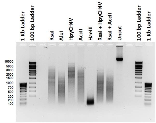 2 Chapter 2 Before you begin Example restriction enzyme digests Figure 3: Results of T.
