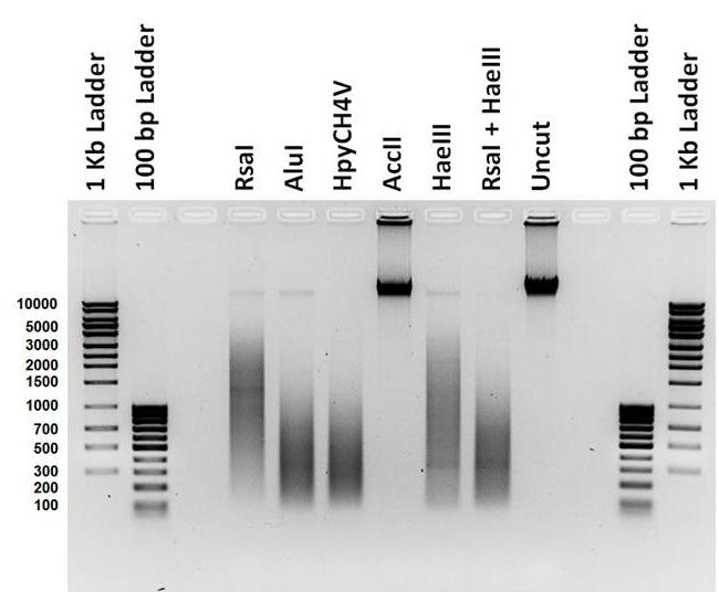 Chapter 2 Before you begin Example restriction enzyme digests 2 Figure 4: Results of human gdna