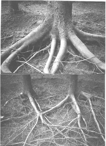 Tree and Stand Biomass: Stemwood and Bark Stem wood biomass is often measured by: 1. Felled volume measured using Smalian s formula in 3-10 sections 2.