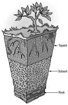 Symbiotic Nitrogen Fixation and Agriculture Topsoil is a mixture of rock (inorganic) and organic material