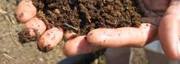 Improved Improved Improved integrated Soil biodiversity Crop / management manage- for Pest