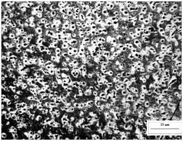 Grphite inclusion fetures of se ductile iron nd metl mtrix structure shown in the tle 3.1. TABLE 3.