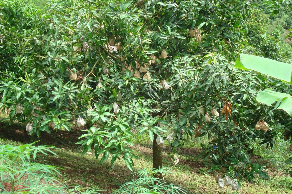 Pre-harvest bagging of mango fruit in 1.