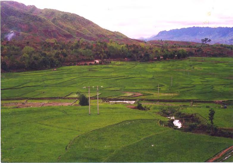 Paddy field in Valley