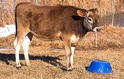 Mastitis-resistant cows (inflammation of mammary
