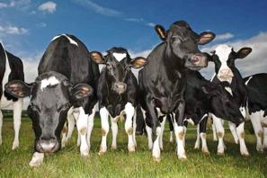 Strategies for grouping cows Depend on farm and herd characteristics