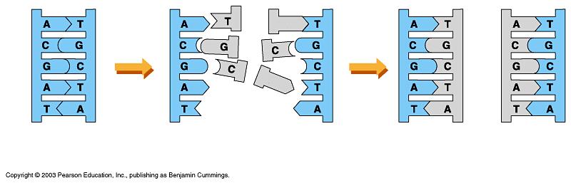 DNA REPLICATION DNA replication depends on specific base pairing In DNA replication, the strands separate An enzyme (polymerase) use each strand as a template to assemble the new