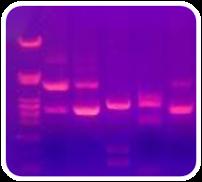 DNA purification